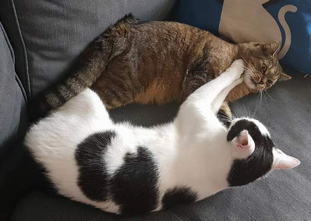 猫要怎么养活_14种猫生活技巧_猫怎么种