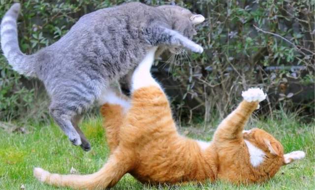 14种猫生活技巧_猫怎么种_猫要怎么养活