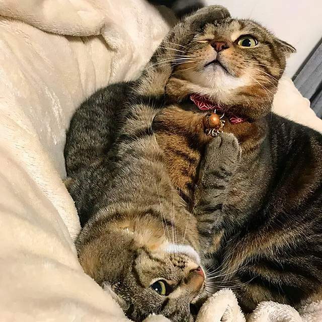 猫要怎么养活_14种猫生活技巧_猫怎么种