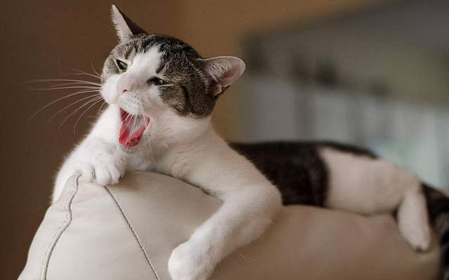 猫怎么种_14种猫生活技巧_猫要怎么养活