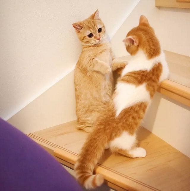 猫怎么种_14种猫生活技巧_猫要怎么养活