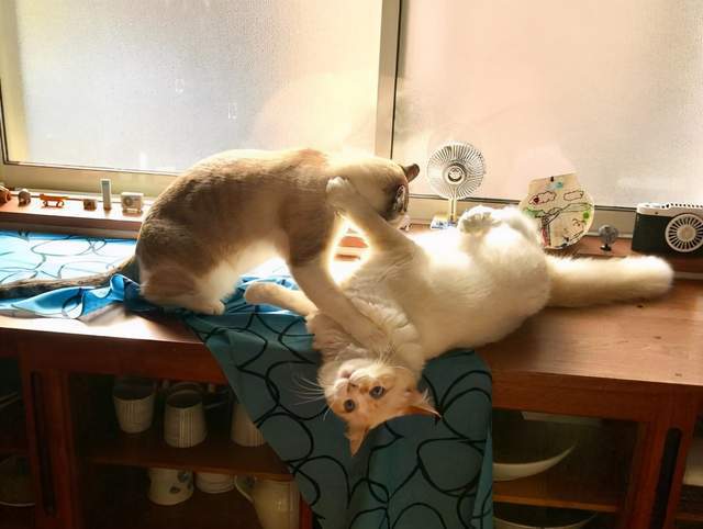 14种猫生活技巧_猫要怎么养活_猫怎么种