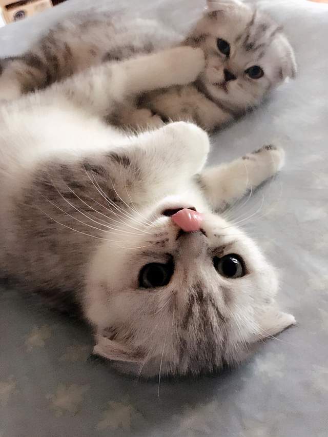 猫怎么种_猫要怎么养活_14种猫生活技巧