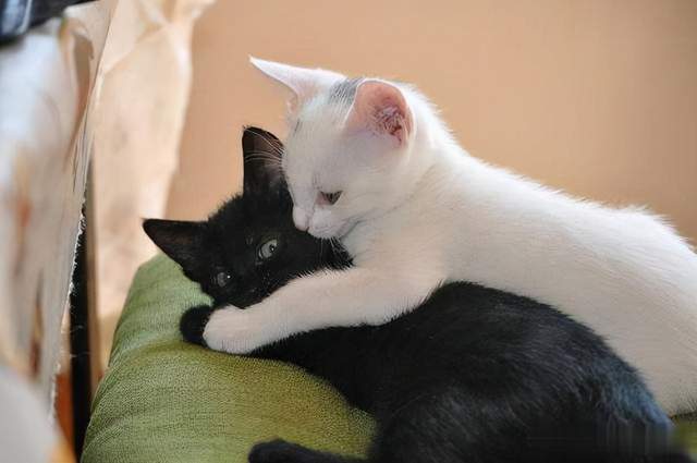 猫要怎么养活_猫怎么种_14种猫生活技巧