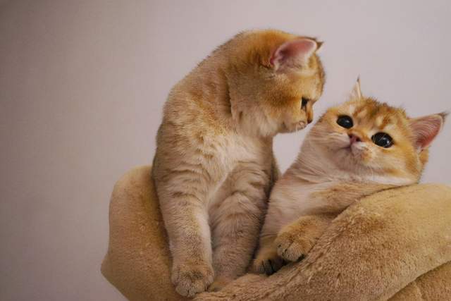 14种猫生活技巧_猫要怎么养活_猫怎么种