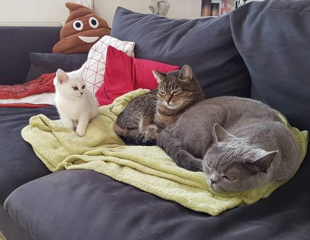 14种猫生活技巧_猫怎么种_猫要怎么养活