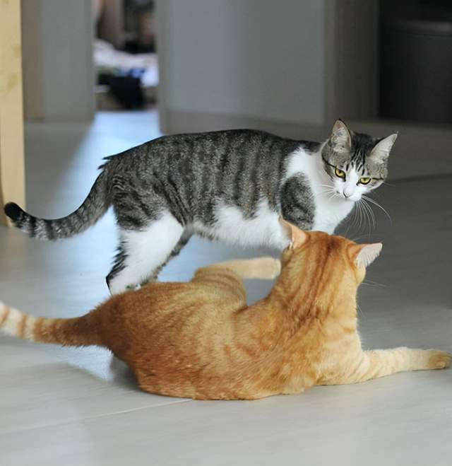 猫要怎么养活_14种猫生活技巧_猫怎么种