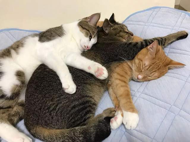 14种猫生活技巧_猫要怎么养活_猫怎么种