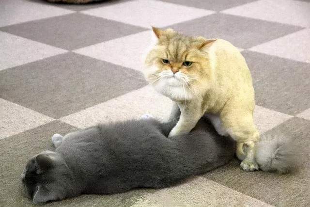 猫怎么种_14种猫生活技巧_猫要怎么养活